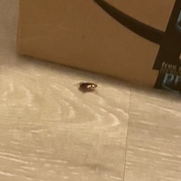 One of many roaches roaming inside of unit. One of many roaches roaming inside of unit.