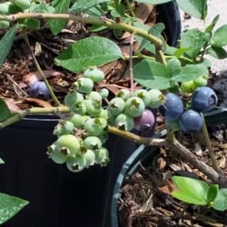 Canterbury Farms Wholesale Nursery
