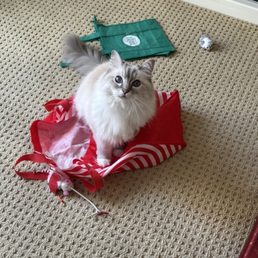 Simba my sweet kitty