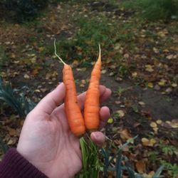 Guelph Center for Urban Organic Farming