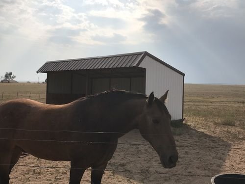 GrandView Stables - equestrian in Peyton, CO