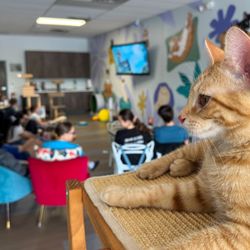 Kitty Brew Cat Cafe