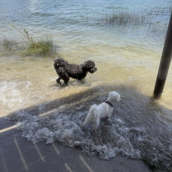 Cinema Veterinary Centre - Ziggy! (White pup) all better in the lake - Veterinarians Near Me - Valencia, California