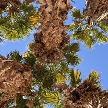 Camel Safari - Palm trees - Zoos Near Me - Bunkerville, Nevada