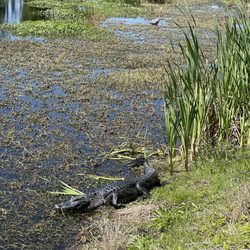 Sweet Water Preserve - Alligator at Sweetwater Preserve