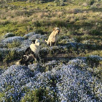 Great Pups Dog Training - Off Leash Dog Training - Pet Training Near Me Great Pups Dog Training - Off Leash Dog Training - Pet Training Near Me