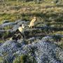 Photo of Great Pups Dog Training