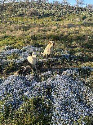 Great Pups Dog Training on Yelp