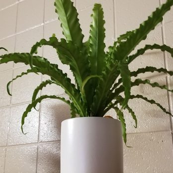 Jephry Floral Studio - Bird's Nest Fern - Florists Near Me - Providence, Rhode Island