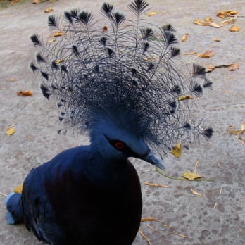 Zoo Miami - Friendly bird wondering the grounds...stupid but cute - Zoos Near Me - Miami, Florida Zoo Miami - Friendly bird wondering the grounds...stupid but cute - Zoos Near Me - Miami, Florida