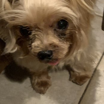 Just Pawfection - Her face is all uneven and they cut off her top knot hair - Pet Groomers Near Me - Howard Beach, New York Just Pawfection - Her face is all uneven and they cut off her top knot hair - Pet Groomers Near Me - Howard Beach, New York