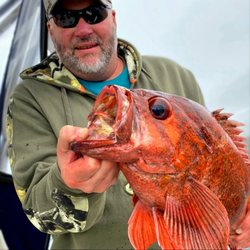 North Bay Fishing Charters - Vermilion Rockfish