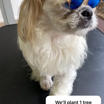 Pretty Pretty Paws - Aa - Pet Groomers Near Me - Corona , New York Pretty Pretty Paws - Aa - Pet Groomers Near Me - Corona , New York