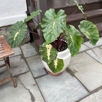 Logee's Greenhouses - Colocasia Royal Hawaiian "Waikiki" purchased 3 years ago from Logee's. Every year it gets bigger and more spectacular. - Nurseries & Gardening Near Me - Danielson, Connecticut