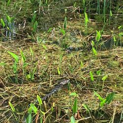 Palm Island Park - Baby alligator