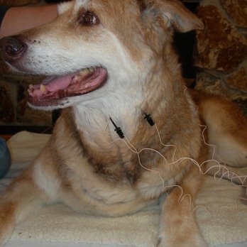 My Other Vet - Sometimes electroacupuncture is needed. - Veterinarians Near Me My Other Vet - Sometimes electroacupuncture is needed. - Veterinarians Near Me