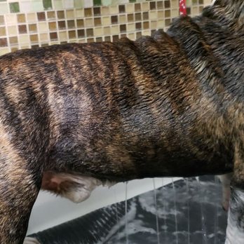 Bark 'N Bathe - Plenty of space for large dogs with nonslip mat. - Pet Groomers Near Me - Whittier, California