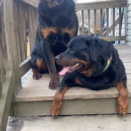 Dogs