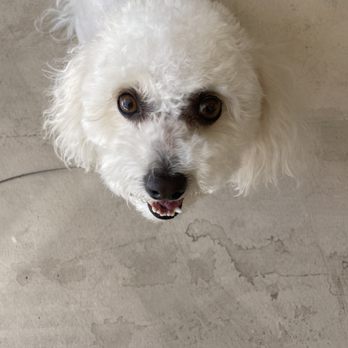 A A Dog Grooming - Those eyes! - Pet Groomers Near Me - Washington , Utah A A Dog Grooming - Those eyes! - Pet Groomers Near Me - Washington , Utah