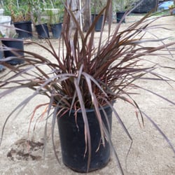 Fontana Nursery - Red Flagz