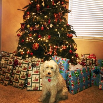 Mobile Pet Groomer Paws - Smelling good for the holidays! - Pet Groomers Near Me Mobile Pet Groomer Paws - Smelling good for the holidays! - Pet Groomers Near Me
