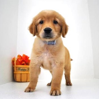 Chews A Puppy - Golden Retriever - Pet Adoption Near Me - Ocoee, Florida Chews A Puppy - Golden Retriever - Pet Adoption Near Me - Ocoee, Florida