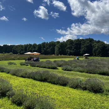 La Maison Lavande - Farms Near Me - Saint-Eustache, Quebec La Maison Lavande - Farms Near Me - Saint-Eustache, Quebec