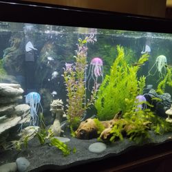 J&N Aquatics - One of our community freshwater fish aquariums. Fish purchased at J&N Aquatics in Paducah, KY. 12/2023