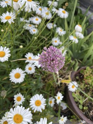 Orcas Island Farmer's Market by null