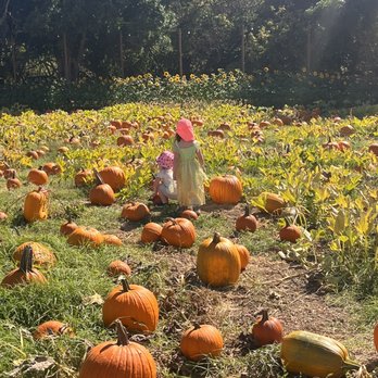 Mickelson Pumpkin Patch - Pumpkin Patches Near Me - Petaluma, California Mickelson Pumpkin Patch - Pumpkin Patches Near Me - Petaluma, California
