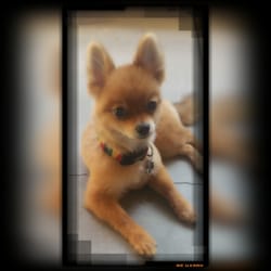 Uptown Dog Grooming - My little Merlin after his day at Uptown Groomers. They were amazing with him.