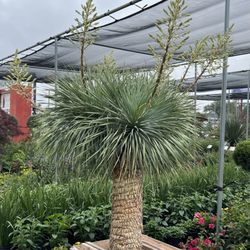 Vivero Growers Nursery - Yucca rostrata