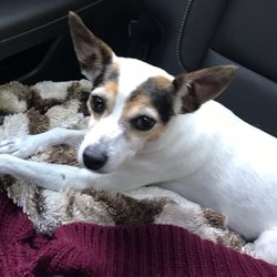 Cape Cod Animal Hospital - She didn't want to leave!!!