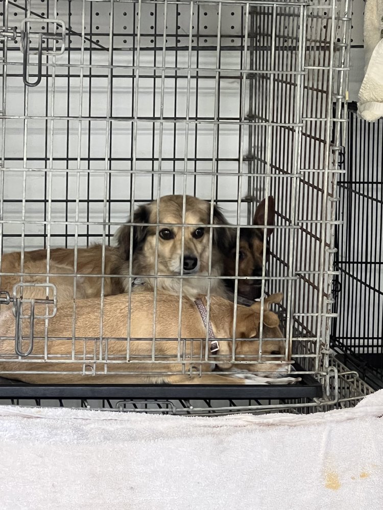 DOGGIE STYLES PET GROOMING Updated August 2024 20 Photos Laurel