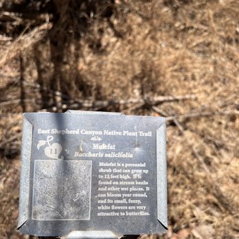 Greenbelt Hiking Trail - Faded from the sun, but enjoyed reading about the different plants - Hiking Near Me - San Diego, California Greenbelt Hiking Trail - Faded from the sun, but enjoyed reading about the different plants - Hiking Near Me - San Diego, California
