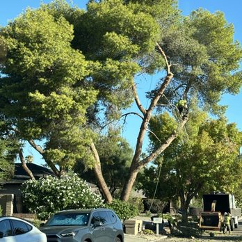 Noble Tree Service - One of the two trees removed - Tree Services Near Me - Las Vegas, Nevada Noble Tree Service - One of the two trees removed - Tree Services Near Me - Las Vegas, Nevada