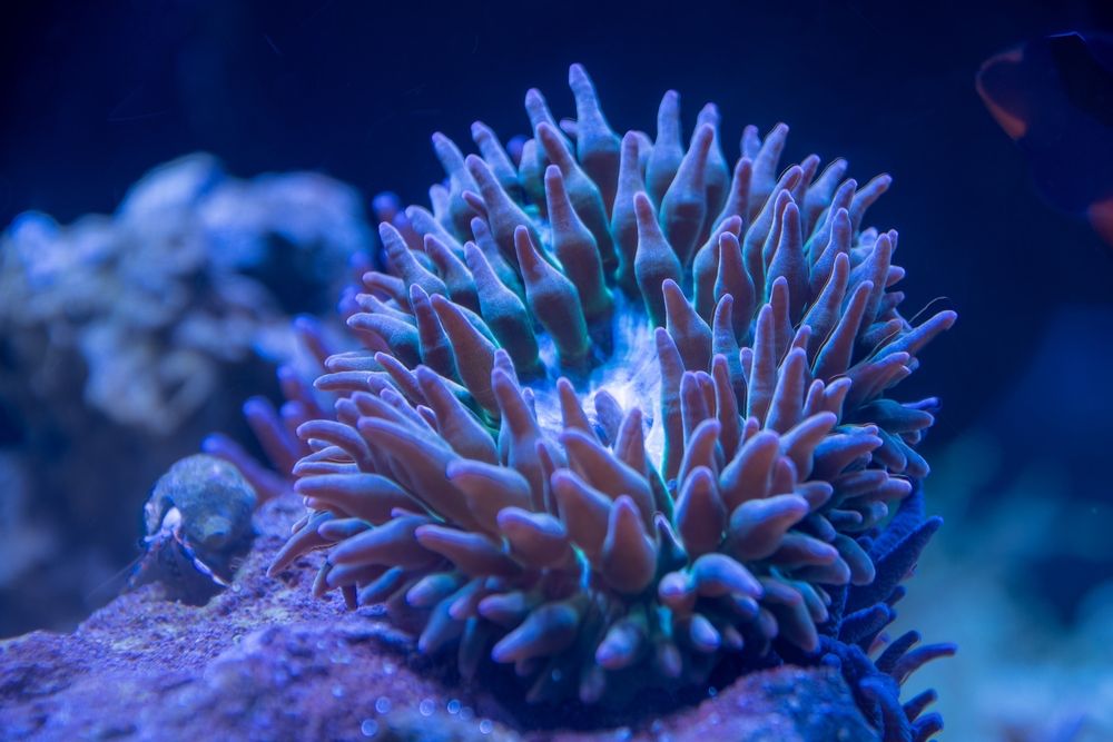 GREENWICH AQUARIA Updated October 2024 35 Photos 1064 E Putnam