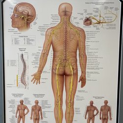 Boulder Bone & Joint - The knee bone's connected to the . . .