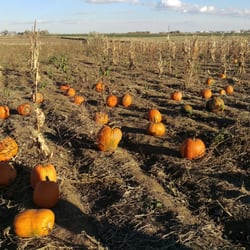 Something From The Farm - $.59/lb pumpkins