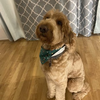 Splash N Dash DIY Dog Wash - Teddy bear haircut - Pet Groomers Near Me - Orange, California Splash N Dash DIY Dog Wash - Teddy bear haircut - Pet Groomers Near Me - Orange, California