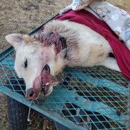 West Eugene Kennels - My wolf who was killed and the dog who killed her, at West Eugene kennels because they left all 4 of my dogs together for 17 hours - Pet Groomers Near Me - Eugene, Oregon