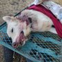 Photo of West Eugene Kennels