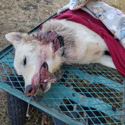 West Eugene Kennels - My wolf who was killed and the dog who killed her, at West Eugene kennels because they left all 4 of my dogs together for 17 hours