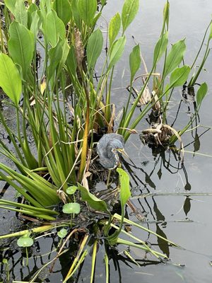 Green Cay Nature Center & Wetlands by null