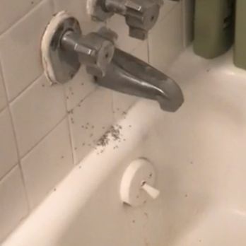 Meadows Apartments - THE DRAIN, CHIPPED PAINT, ANTS!!!! SOOO GROSS . - Apartments Near Me - Universal City, Texas