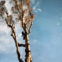 Ventura Tree Service - Ventura Tree Service