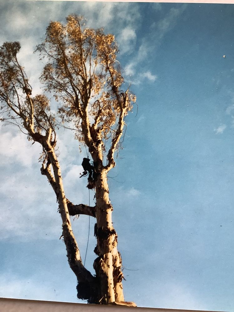 Ventura Tree Service - tree service in Pleasant Hill, OR