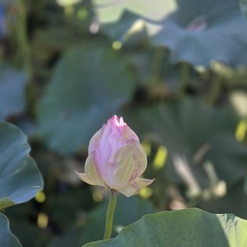 Lotus Pond - Another Lotus - Public Markets Near Me - Sanger, California Lotus Pond - Another Lotus - Public Markets Near Me - Sanger, California