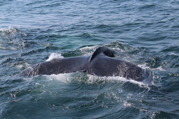 7 Seas Whale Watch by null