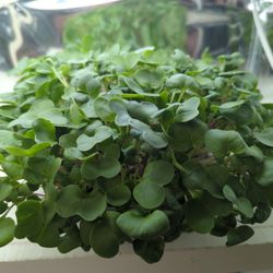 Better Living Farm - Radish
